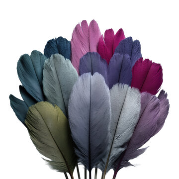 Colorful decorative feathers with vibrant hues cut out