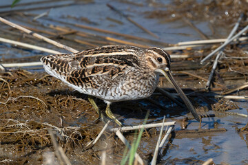 Bécassine des marais,Gallinago gallinago, Common Snipe