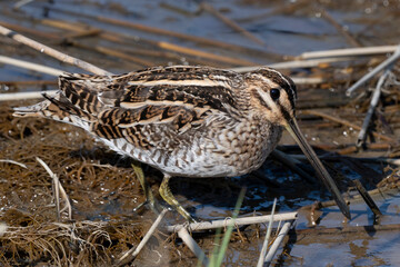 Bécassine des marais,Gallinago gallinago, Common Snipe