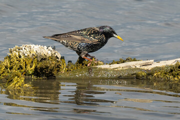 Etourneau sansonnet, Sturnus vulgaris, Common Starling