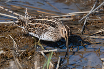 Bécassine des marais,Gallinago gallinago, Common Snipe