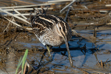 Bécassine des marais,Gallinago gallinago, Common Snipe
