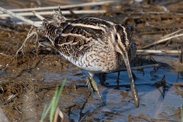 Bécassine des marais,Gallinago gallinago, Common Snipe