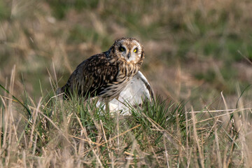 Hibou des marais, Hibou brachyote, Asio flammeus, Short eared Owl, region Pays de Loire; marais Breton; 85, Vendée, Loire Atlantique, France