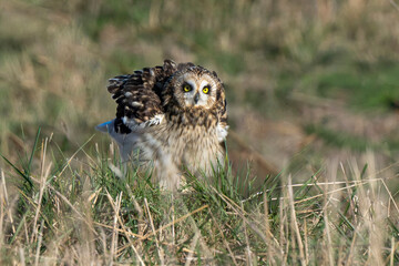 Hibou des marais, Hibou brachyote, Asio flammeus, Short eared Owl, region Pays de Loire; marais Breton; 85, Vendée, Loire Atlantique, France