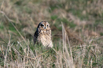 Hibou des marais, Hibou brachyote, Asio flammeus, Short eared Owl, region Pays de Loire; marais Breton; 85, Vendée, Loire Atlantique, France