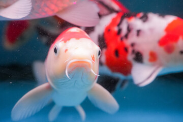 Colorful koi fish swimming gracefully in a clear pond, creating gentle ripples on the water’s surface. The vibrant orange, white, and black patterns shimmer under sunlight, symbolizing peace, luck, an