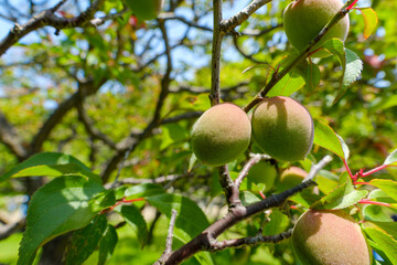 青空の下で実る青梅の果実