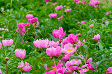 初夏の庭に咲くピンク色のシャクヤクの花