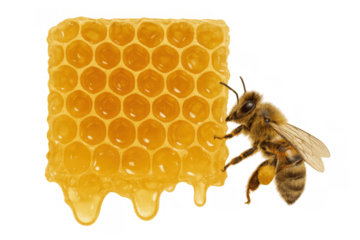 Honey bee holding natural honeycomb dripping sweet golden honey, transparent background, food and nature concept