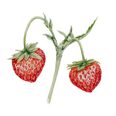 Strawberry colored pencil drawing. Vibrant plant with ripe strawberries.  Detailed botanical illustration. Close-up summer red fruit. Realistic drawing. Not AI generated.