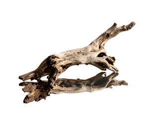 Fototapeta premium Weathered driftwood piece isolated against a black backdrop, natural texture