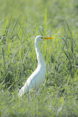 White egret standing gracefully in tall green grass under soft natural daylight