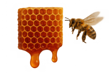 Honeybee flying near honeycomb dripping sweet golden honey, a concept of natural organic food and apiculture success