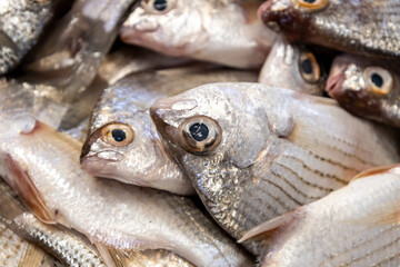 Fresh fish on Market Display. Close-up Seafood Texture.