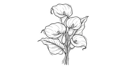 Elegant line art illustration showcasing a botanical arrangement of calla lilies, with detailed