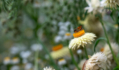 Close up of Small Butterly on Orange and White Straw Flower