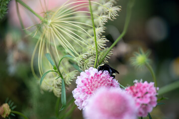 Close up of Pink Pincushion Scabiosa Flower with Bumble Bee