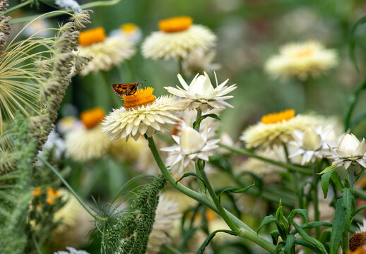 Close up of Small Butterfly on Orange and White Straw Flower - Powered by Adobe