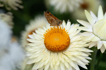 Close up of Small Butterfly on Orange and White Straw Flower