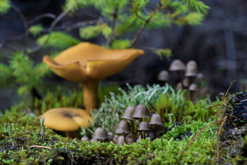 A Picture of Colorful Mushrooms in a Beautiful and Lush Forest Setting and Scene
