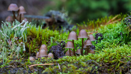 Mushrooms are Growing on a Mossy Forest Floor, creating a beautiful and serene picture