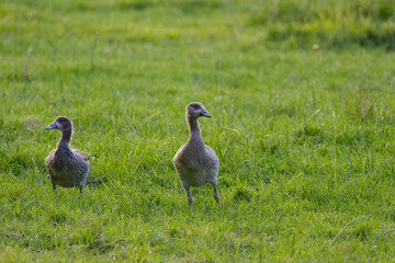 two young Egyptian geese in the evening sun, Egyptian geese in juvenile plumage on the meadow, Egyptian goose chicks one looking to the left one to the right, Alopochen aegyptiaca