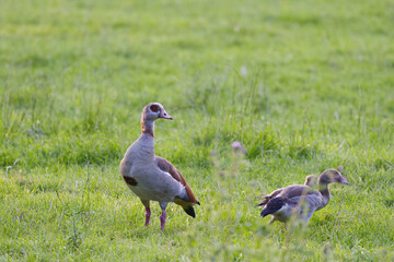 adult Egyptian goose watching over its young in the meadow, Egyptian goose chicks hiding between blades of grass, Egyptian goose chicks surrounded by a wild meadow, Alopochen aegyptiaca