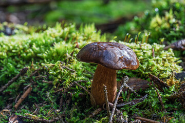 A Beautiful Mushroom is Growing Amidst the Lush Green and Mossy Forest Floor Below