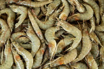 Fresh Shrimp Displayed at Fish Market.