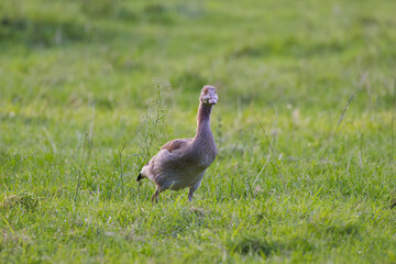 Young Egyptian goose with clover in its beak, front view of an Egyptian goose in juvenile plumage on the meadow, Egyptian goose chick with clover leaf surrounded by green grass, Alopochen aegyptiaca