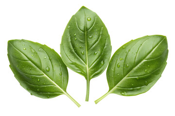 Obraz premium basils isolated on transparent white background full depth of field clipping path