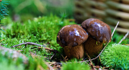 A CloseUp of Fresh and Vibrant Mushrooms Nestled Comfortably in Beautiful Lush Green Moss