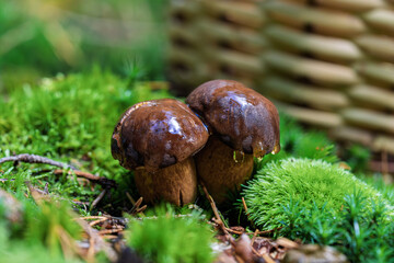 Mushrooms are Growing in a Lush Forest Floor with a Basket Placed in the Background
