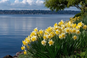 A cluster of daffodils thrives near a blue lake under a partly cloudy sky