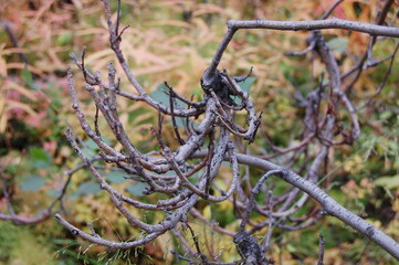 A strange formation on a tree in the form of a ball of branches known as a WITCH'S BROOM in the Lapland tundra on a summer day.