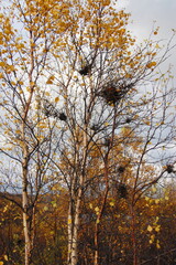 Fototapeta premium A strange formation on a tree in the form of a ball of branches known as a WITCH'S BROOM in the Lapland tundra on a summer day.