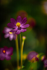 Obraz premium Colorful purple cosmos flowers.