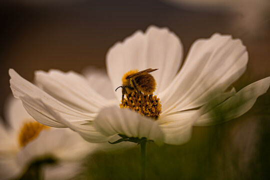 Hummel auf einer Bl&uuml;te
