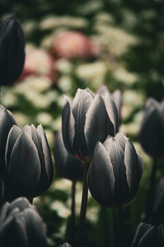 schwarzes Tulpenmeer im Naturpark