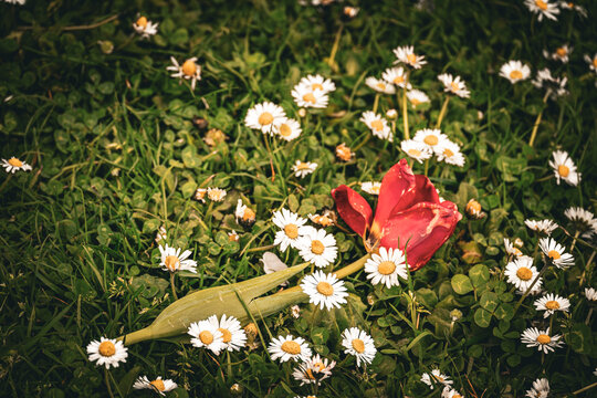 Blume inmitten einer G&auml;nsebl&uuml;mchenwiese