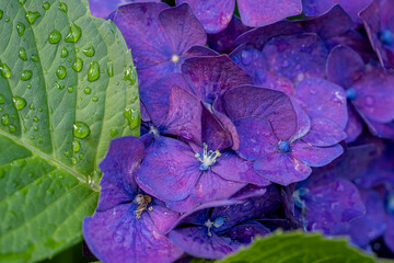 福岡-【千光寺のあじさい】