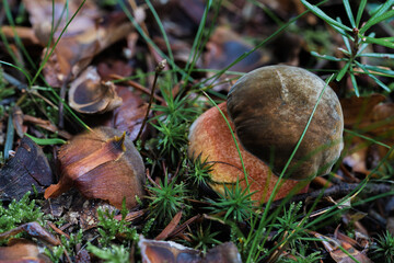 Fototapety na wymiar - Fototapeta24.pl