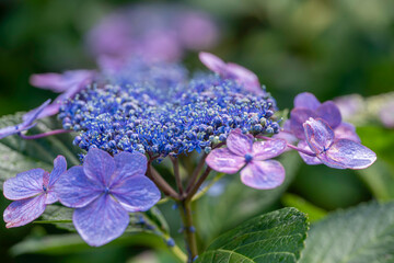 福岡-【千光寺のあじさい】