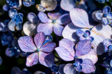 福岡-【千光寺のあじさい】