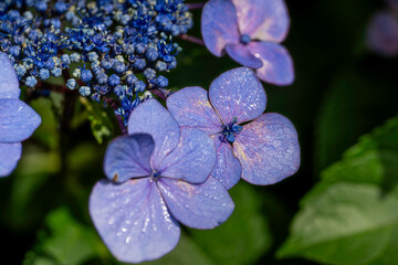 福岡-【千光寺のあじさい】