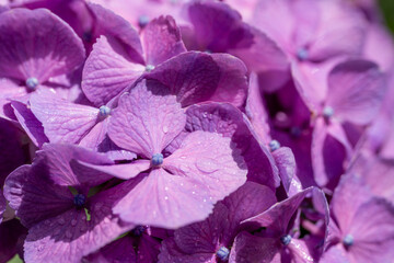 福岡-【千光寺のあじさい】