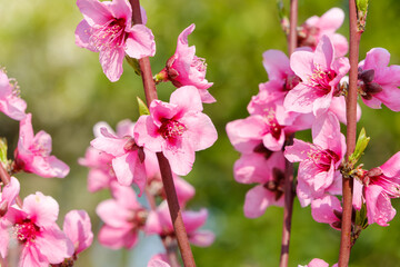 春の陽光に輝く桃の花のクローズアップ