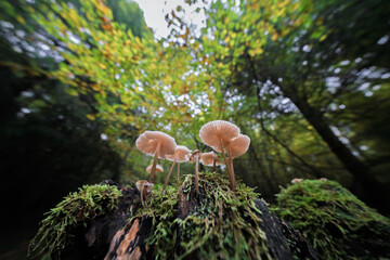 Fototapety na wymiar - Fototapeta24.pl