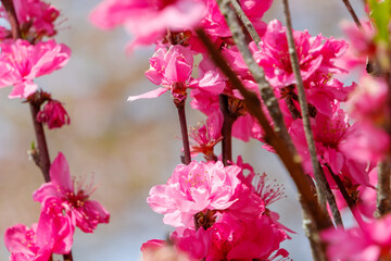 Obraz premium 春空に映える桃の花のクローズアップ